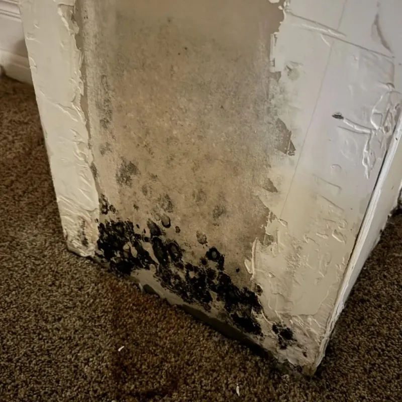 Professional Mold Removal in Beaver Falls, PA